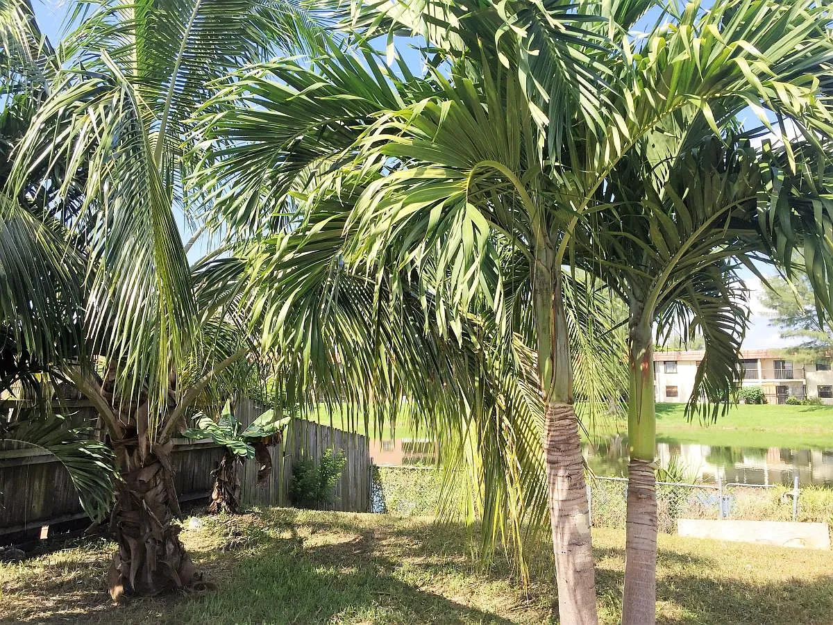 W 63rd Street, Hialeah — Photo 4