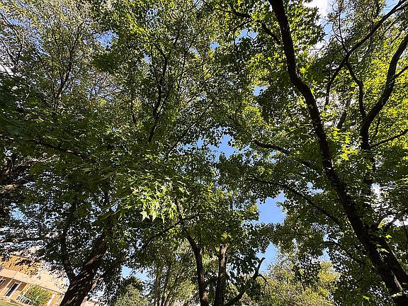 View of mature trees