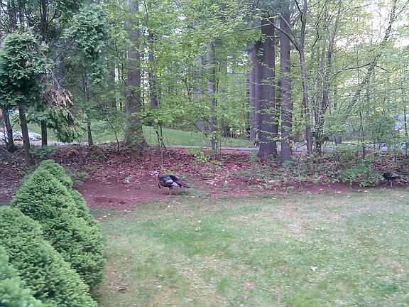 Side View of Front Yard