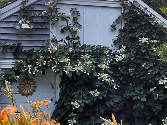 Climbing hydrangea/garage