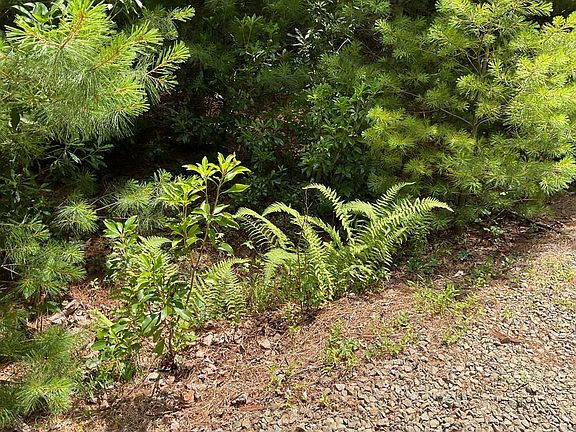 4th image of 555 Evergreen Trl