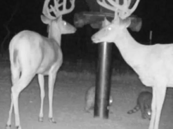 0 Scobee Rd, Olney, TX 76374