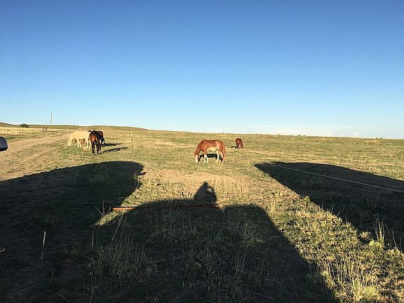 Bring your horses and livestock