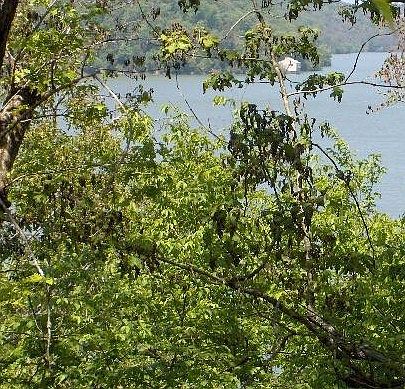 2nd image of Lots 18 & 19 Piney Bay Vlg #18-19