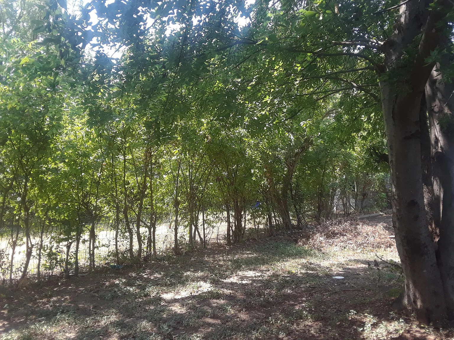 2 bed, 1180 sqft, $1,595 — Photo 2
