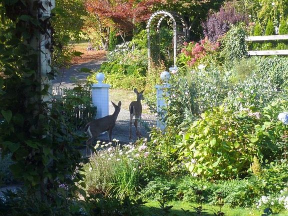 deer heading to upper garden