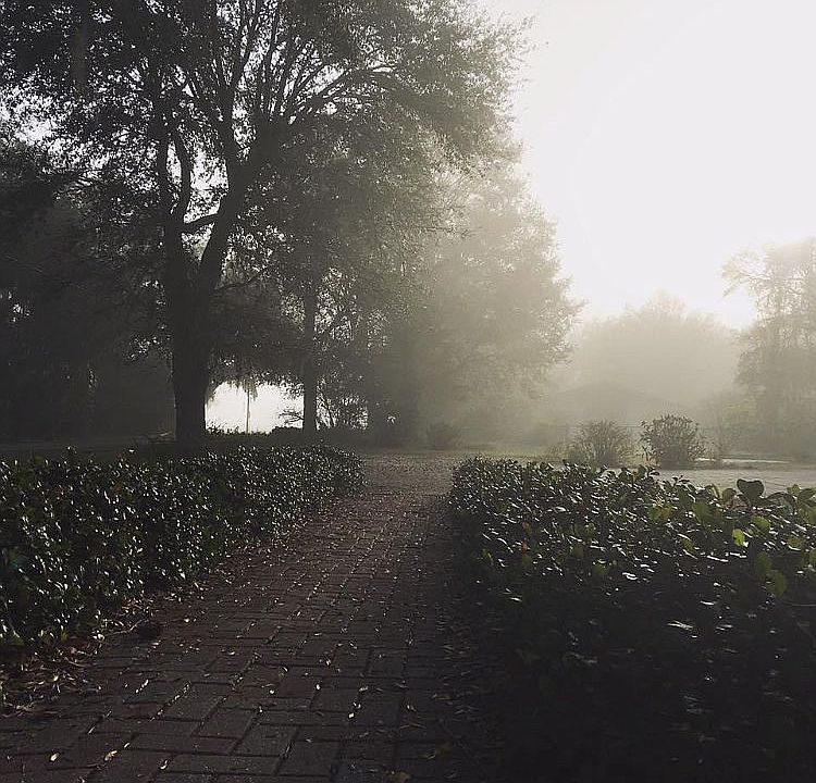 Forest views 