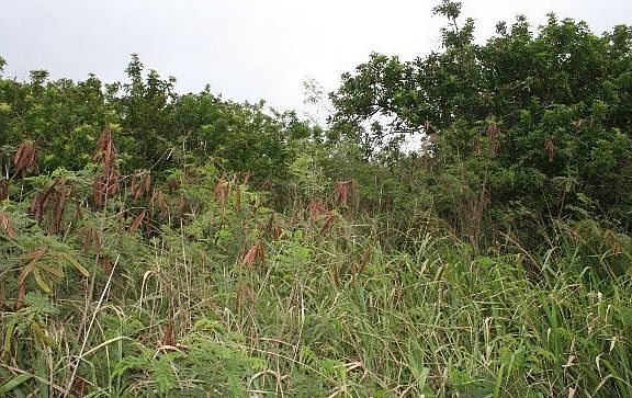5th image of LOT 11 Lot 11