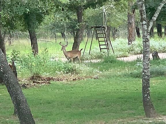Deer