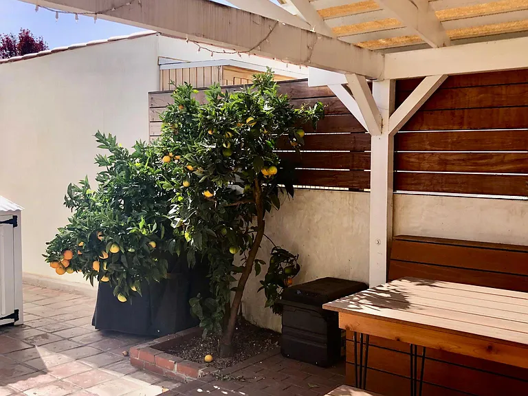 orange tree by pergola dining area, barbecue to the left of the orange tree