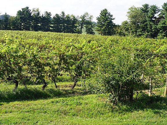 Vines