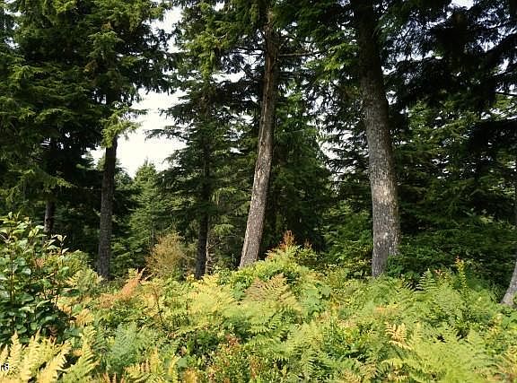 2nd image of 526 Eagles Nest Ln