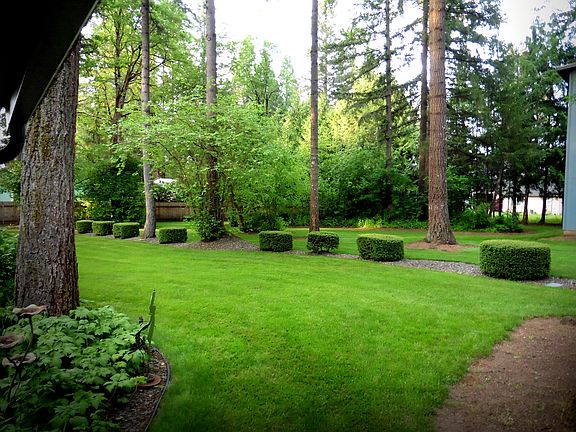 Back yard