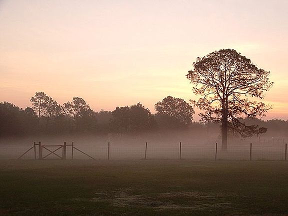 Morning Fog