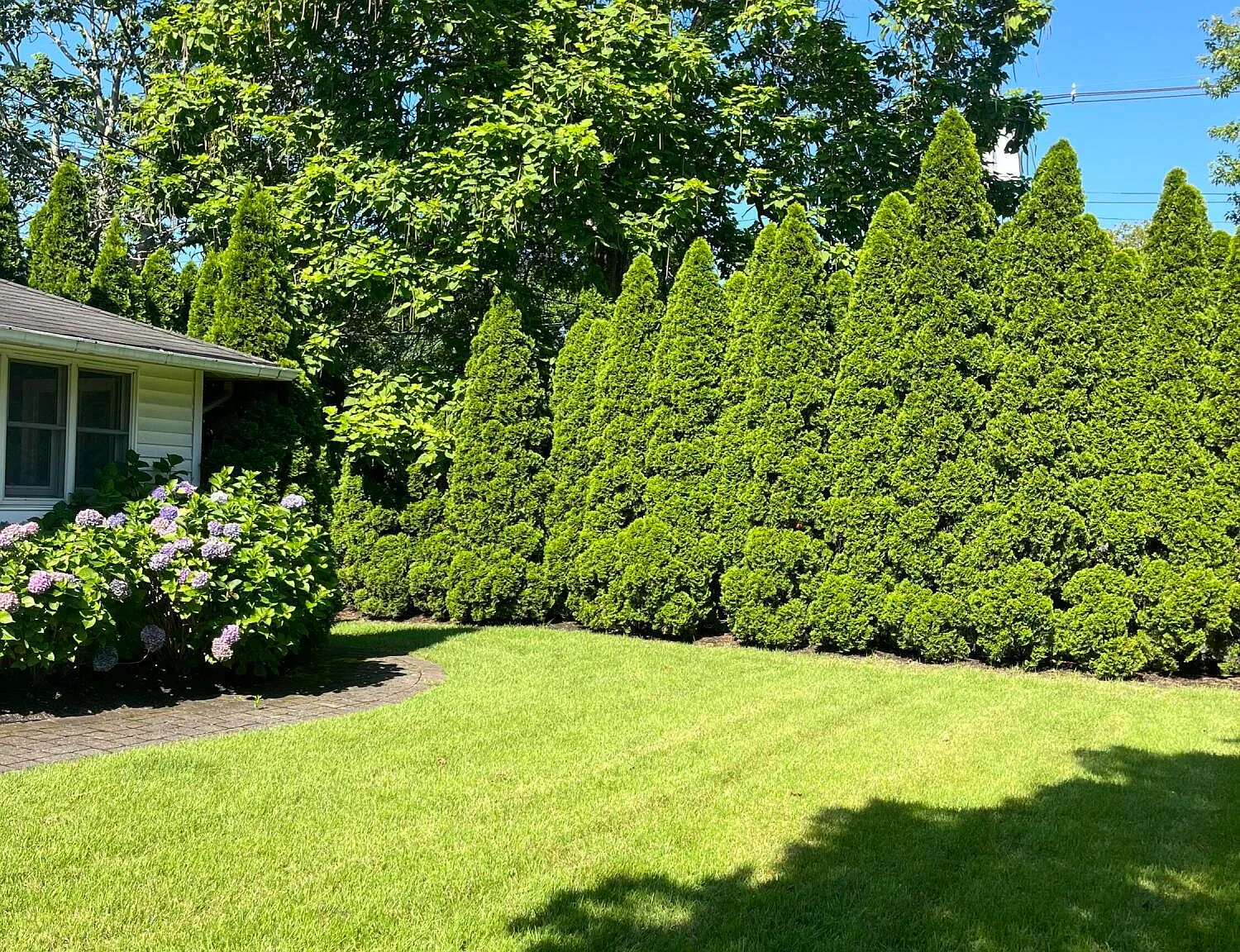 3 bed, 1.5 bath, 1969 sqft, $3,200 — Photo 3