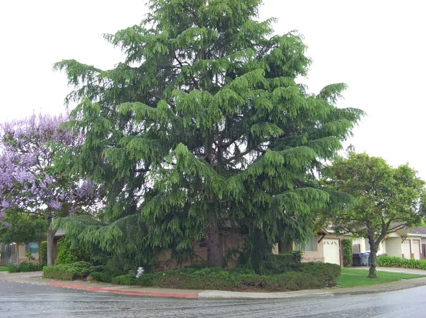 829 Williams Way, Mountain View, CA 94040