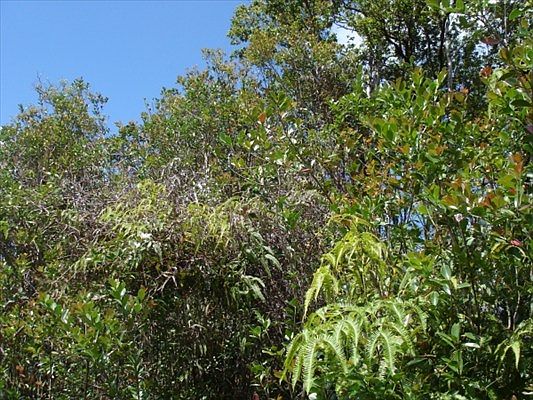 2nd image of Pikake St Lot 7844