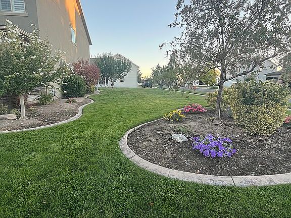 Side yard, four peach trees