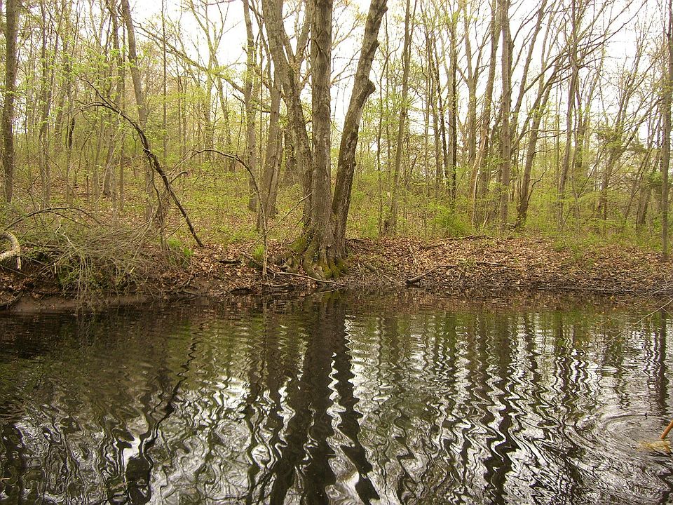 Vernal Pool Area @ 48 Butts Bridge