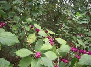 28872 Walker Dr, Wesley Chapel, FL 33544