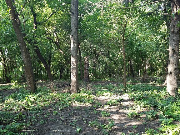 grove of trees