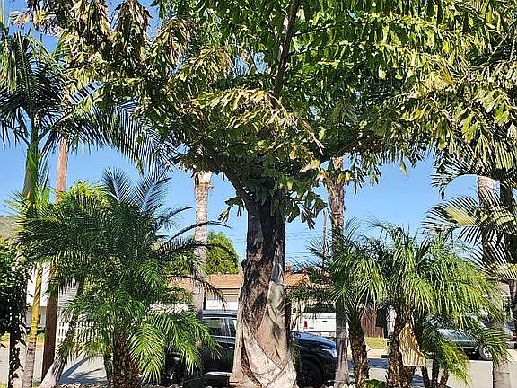 5th image of 1760 Plumeria Dr