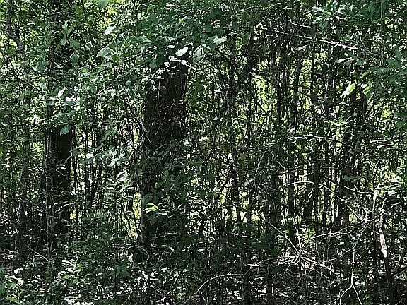 View from River Road