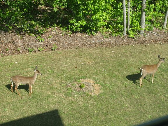 View of nature from the Master Bedroom