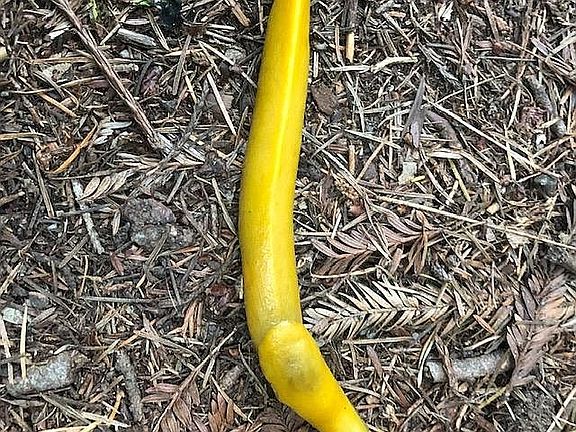 Banana~ Slug