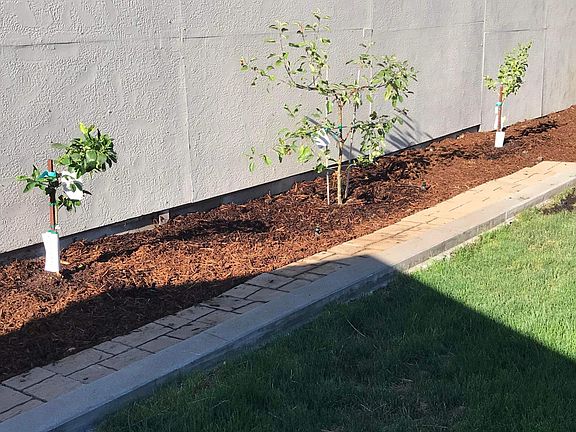 Front yard - apple, lemon and peach trees with a producing orange tree in the backyard. This picture is 1 1/2 years old from when trees were planted.