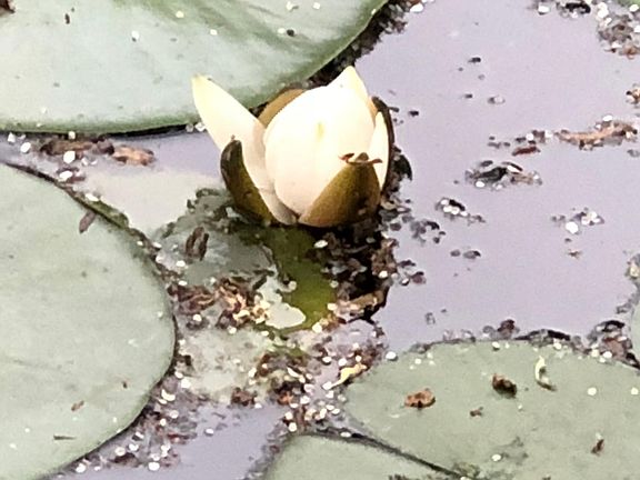 Small pond for fishing or just reflecting