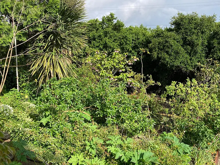 Front yard