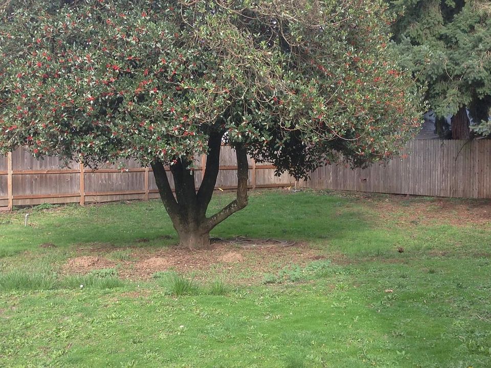 325-2 Backyard