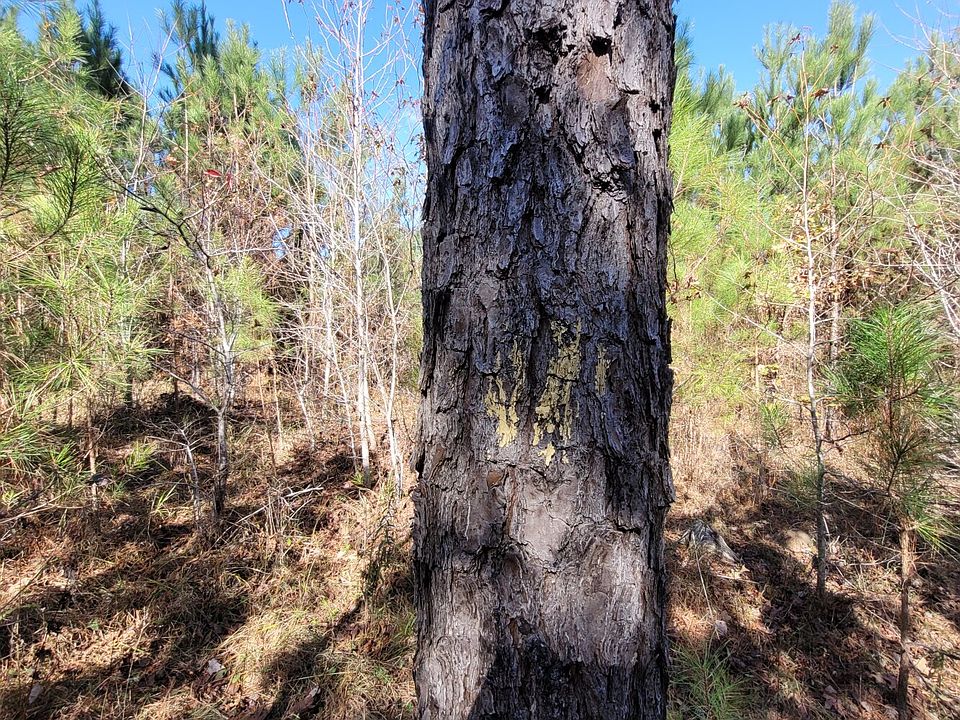 Natural pines in south central portion of the property.