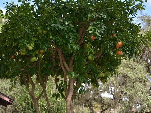 05) Fruit Tree