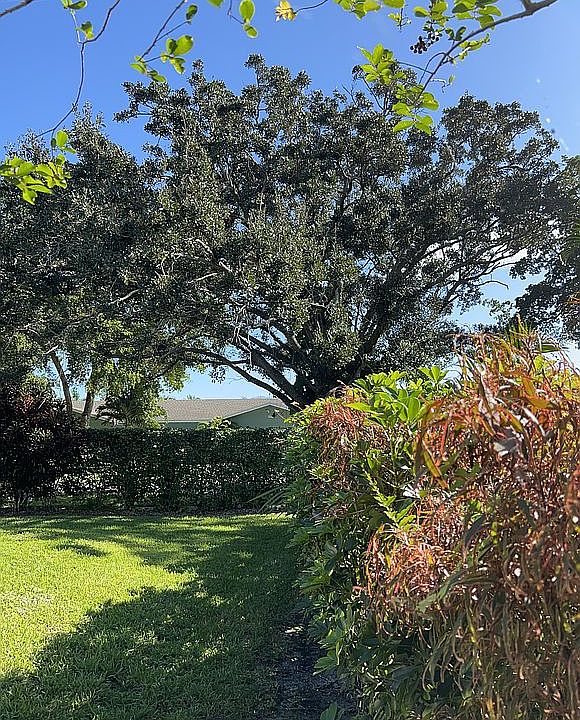 Back yard facing East 
