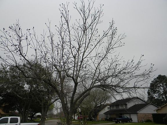 Big pecan tree in the front yard