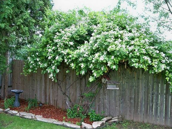 Back fence.