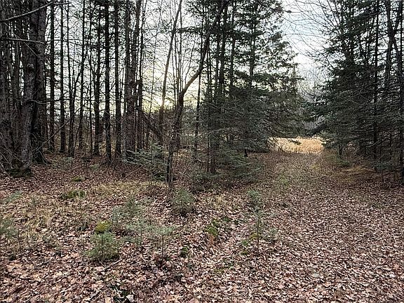 2nd image of 80+/- Acres Off South Park Road