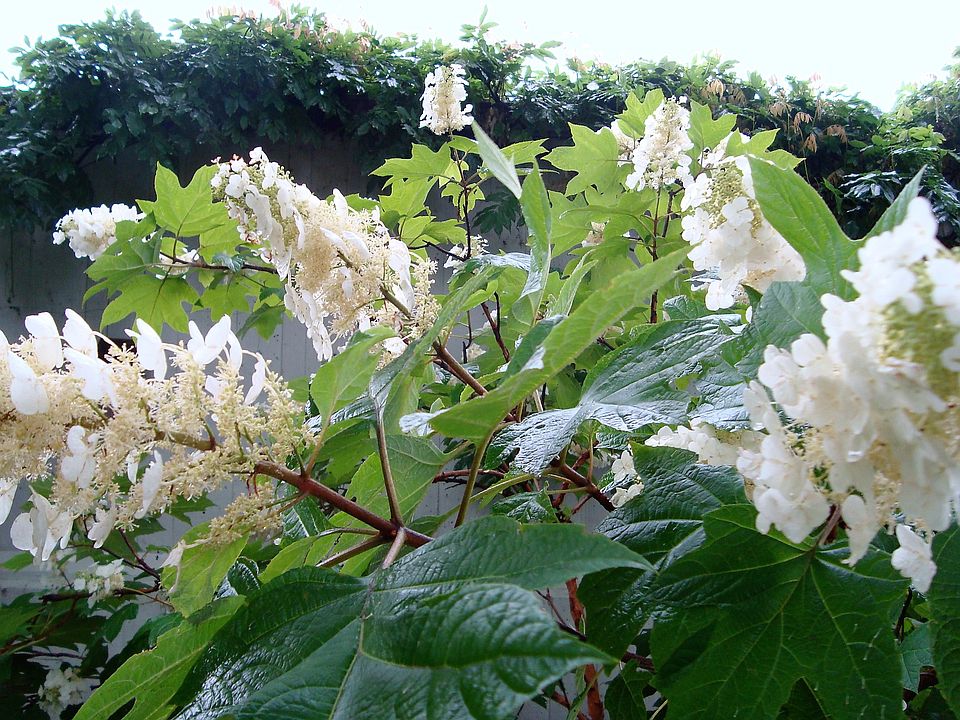 Oak Leaf Hydranges