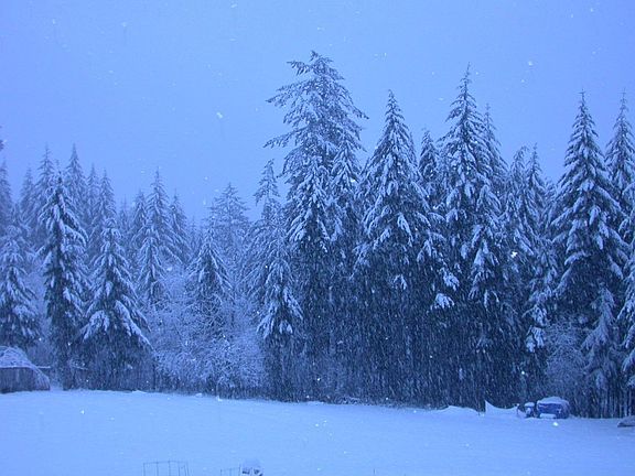 Backyard view on a snowy day, 2004