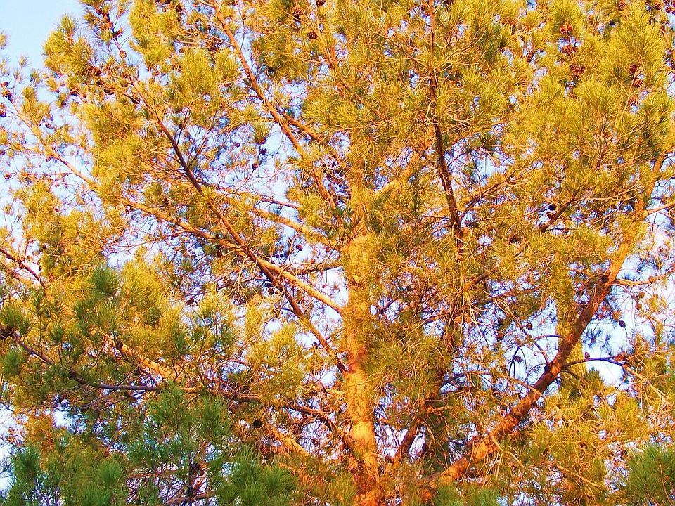 Shade  trees