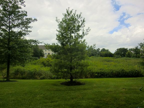 View from back patio