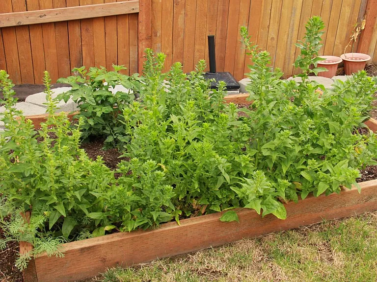 Kitchen Garden