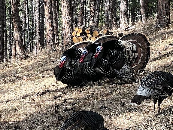 Turkeys in back yard