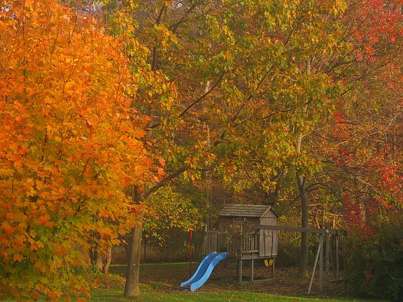 Backyard-Fall 2011
