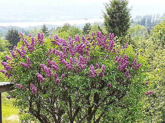 lilacs