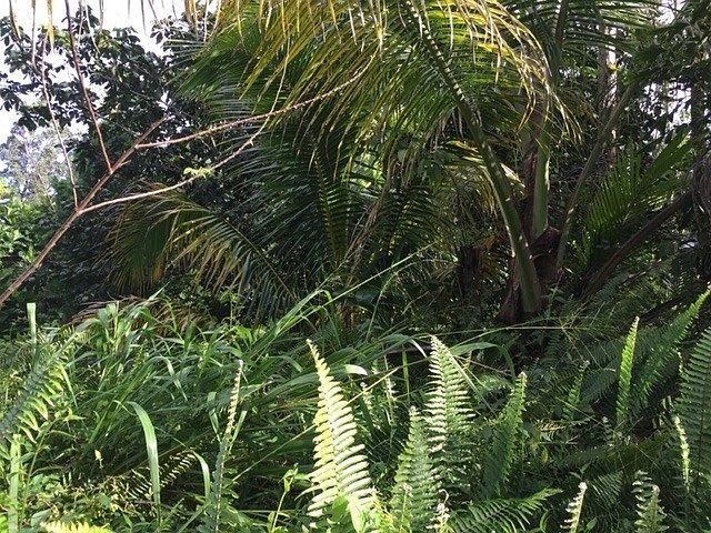 1st image of 12-4337 Lanai St #735