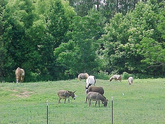 Pasture