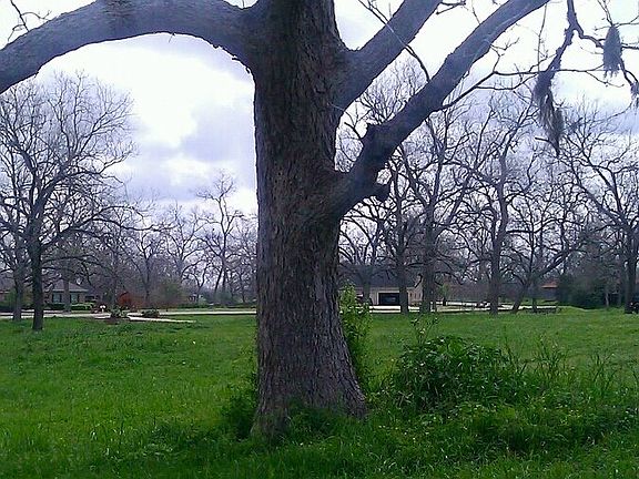 Mature pecan and oak trees
